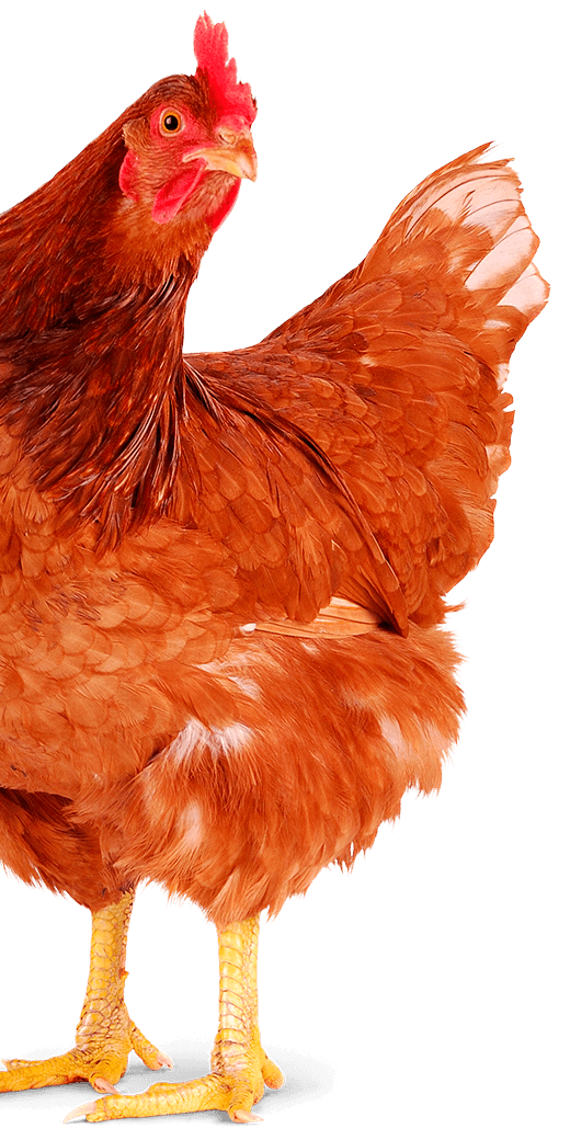Gallina