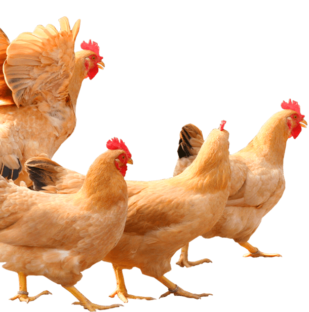 fondo